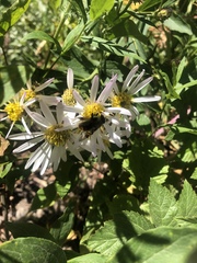 Sericomyia flagrans