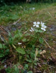 Arabidopsis arenosa