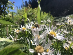 Sericomyia flagrans