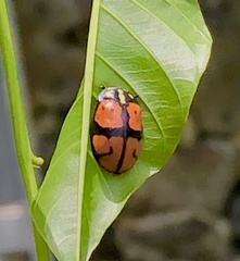 Ogdoecosta biannularis