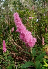Spiraea