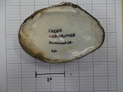 Lasmigona complanata