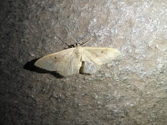 Idaea rubraria