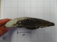 Lasmigona complanata