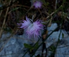 Dianthus broteri
