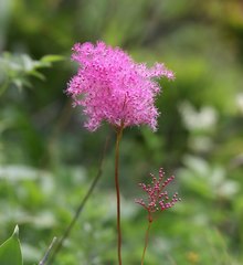 Filipendula multijuga ciliata