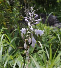 Hosta sieboldiana