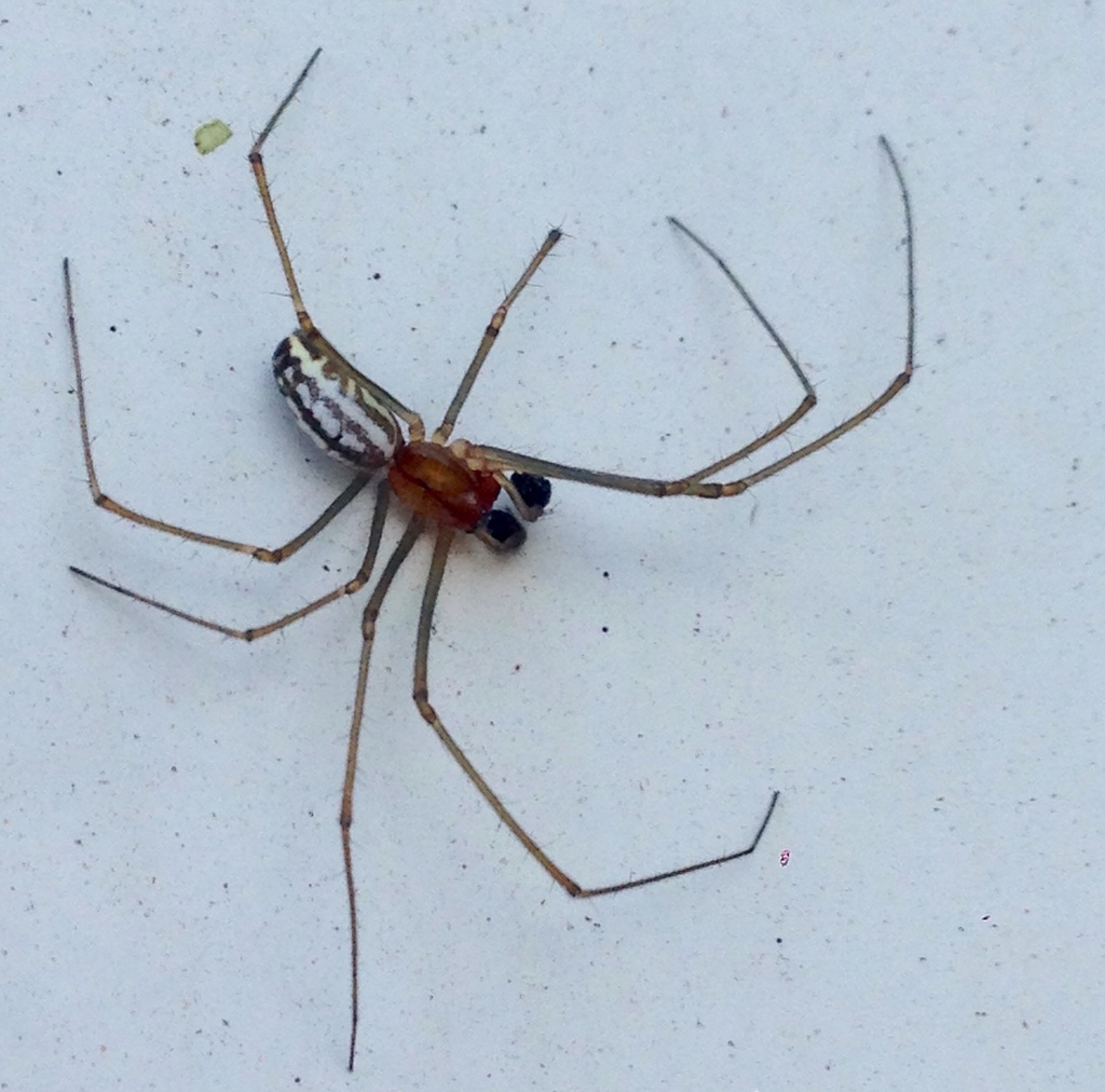 Sierra Dome Spider