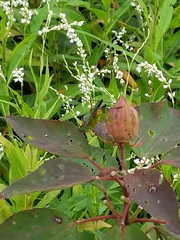 Orchelimum pulchellum