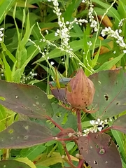 Orchelimum pulchellum