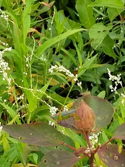 Orchelimum pulchellum