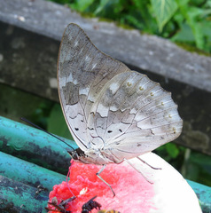 Archaeoprepona demophoon