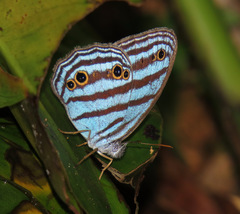 Cepheuptychia cephus