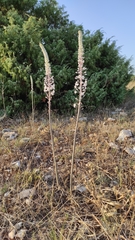 Drimia pancration