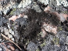 Pseudephebe pubescens