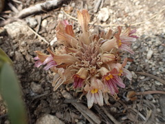 Aphyllon corymbosum corymbosum
