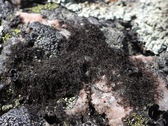 Pseudephebe pubescens