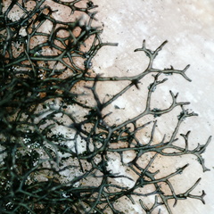 Pseudephebe pubescens