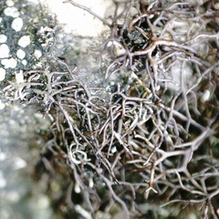 Pseudephebe pubescens