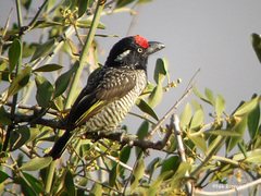 Lybius undatus leucogenys