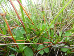 Lampranthus filicaulis