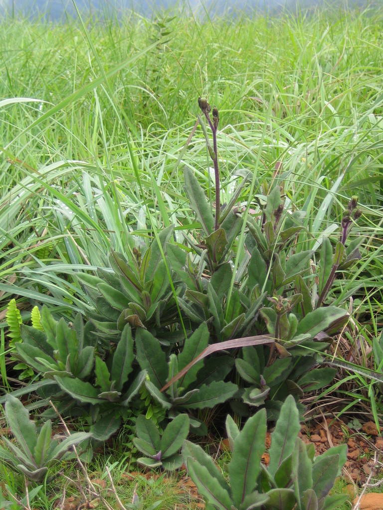 Gynura micheliana