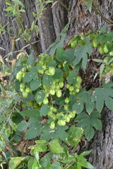 Humulus lupulus