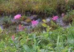 Filipendula multijuga ciliata