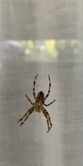 Araneus diadematus