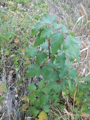 Toxicodendron radicans negundo