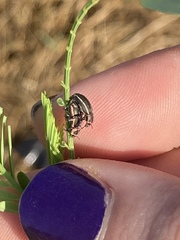 Eudiagogus maryae