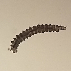 Desmoscolecidae