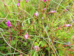 Lampranthus filicaulis