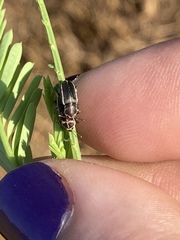 Eudiagogus maryae
