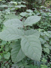 Bunchosia breedlovei