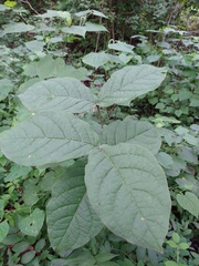 Bunchosia breedlovei