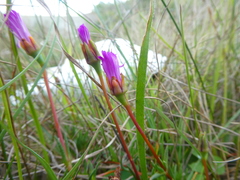 Lampranthus filicaulis