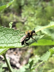 Laphria huron