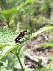 Laphria huron