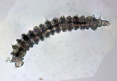 Desmoscolecidae