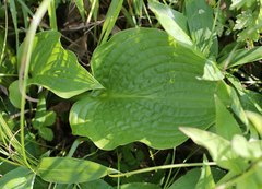 Hosta sieboldiana