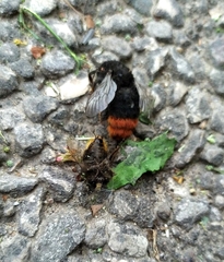 Bombus lapidarius