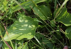 Hosta sieboldiana