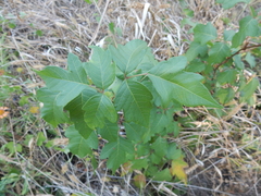 Toxicodendron radicans negundo