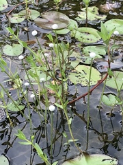 Eriocaulon aquaticum