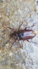 Prionus californicus