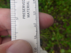 Lithospermum virginianum