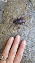 Prionus californicus