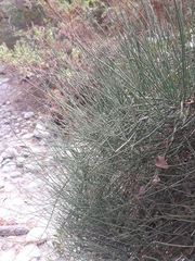 Ephedra fragilis