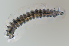 Desmoscolecidae